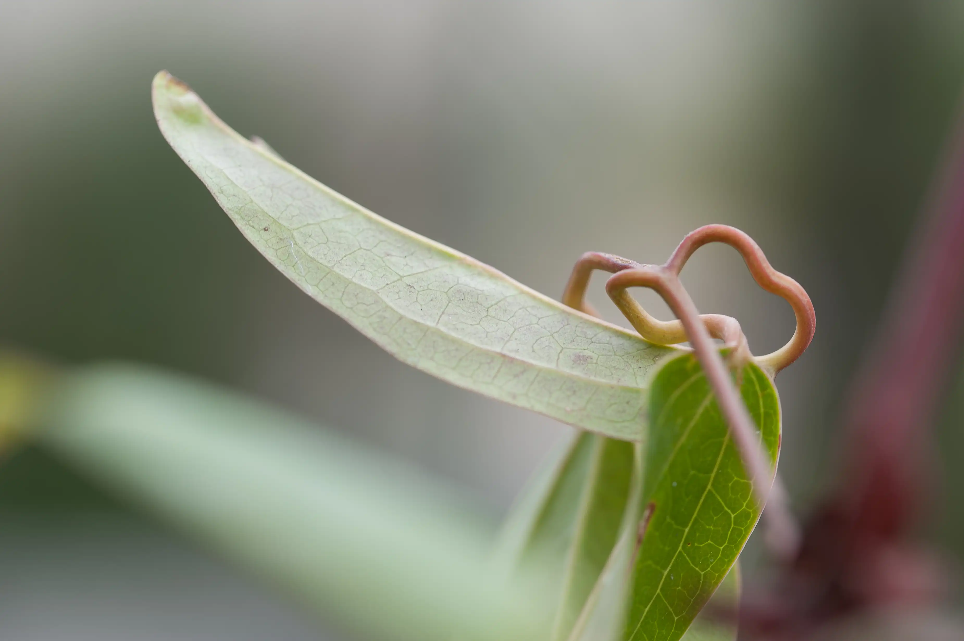Close-up of a climbing plant’s leaves and a curling tendril
