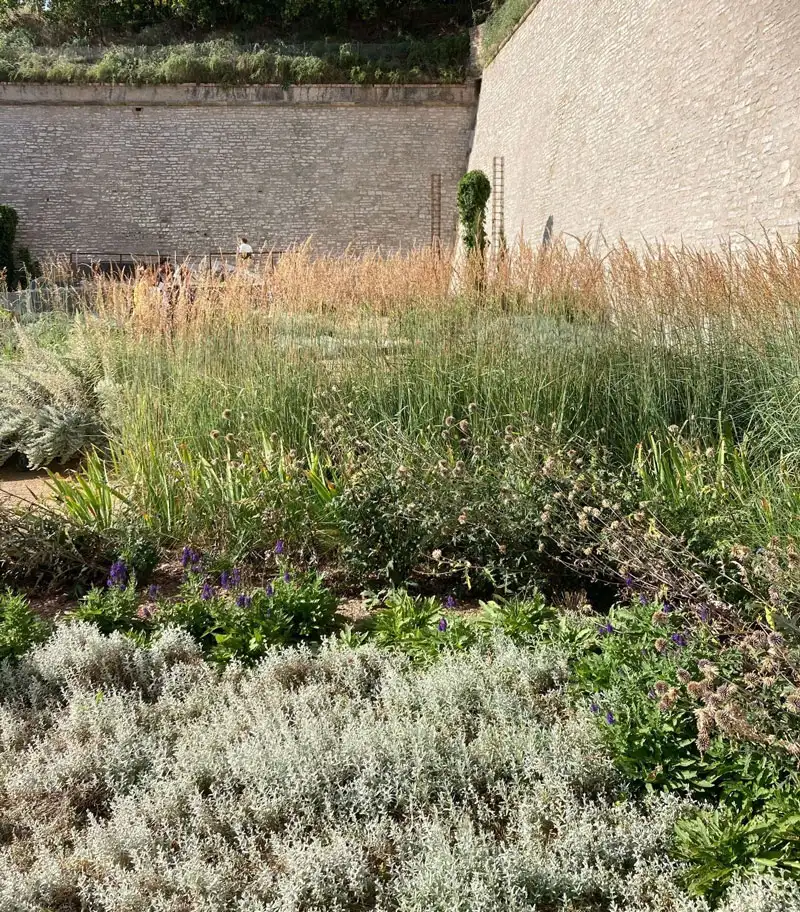 Graminées et vivaces en fleurs au pied de la muraille