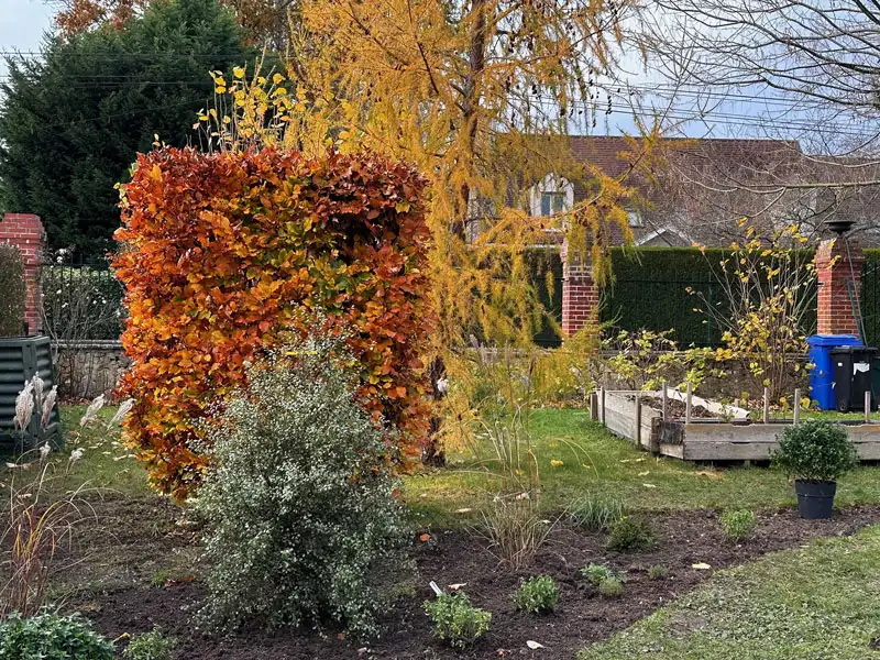 Beech hedge in autumn colors and young plantings
