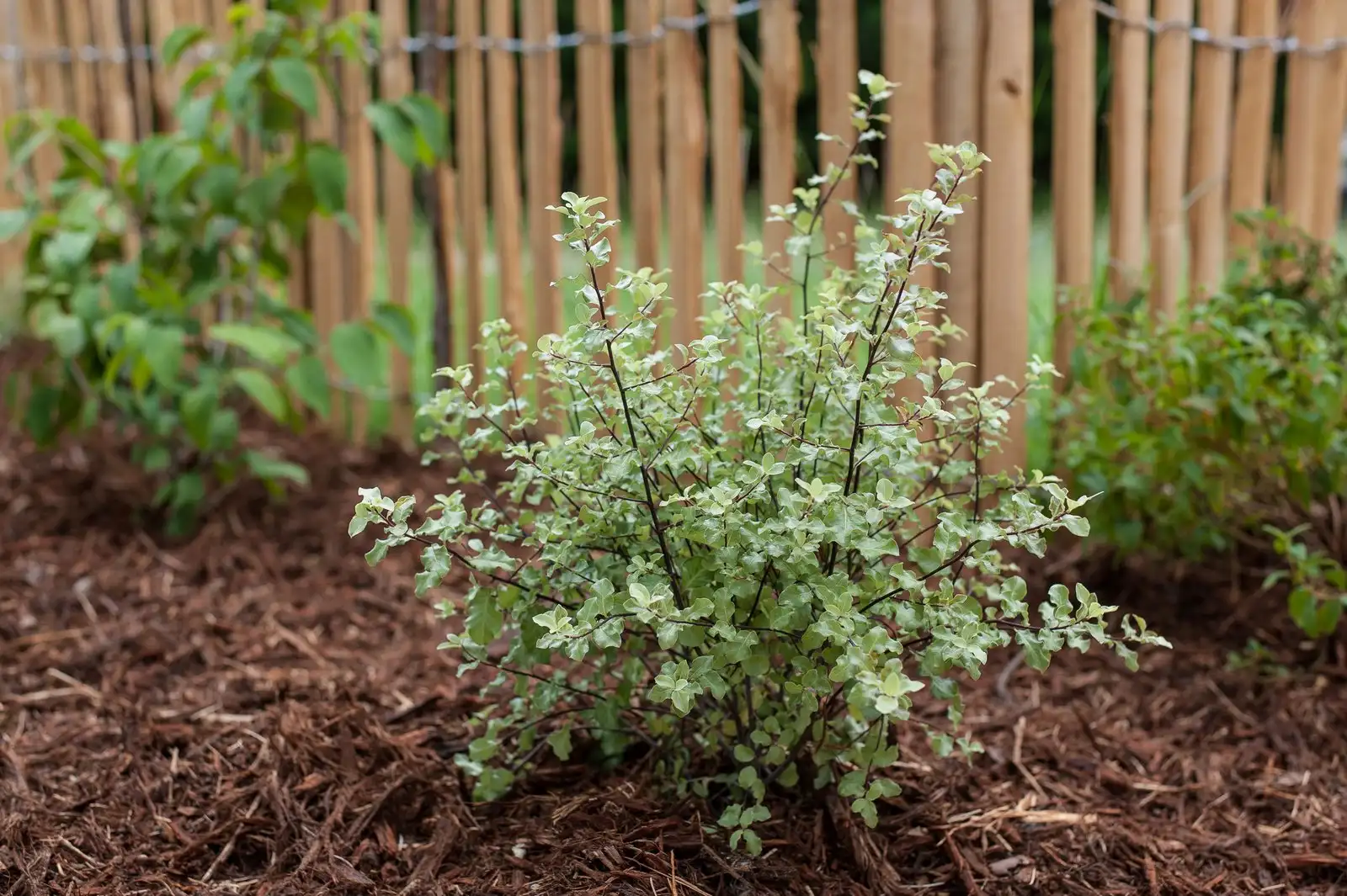 Arbuste planté dans un massif paillé, devant une clôture en bambou