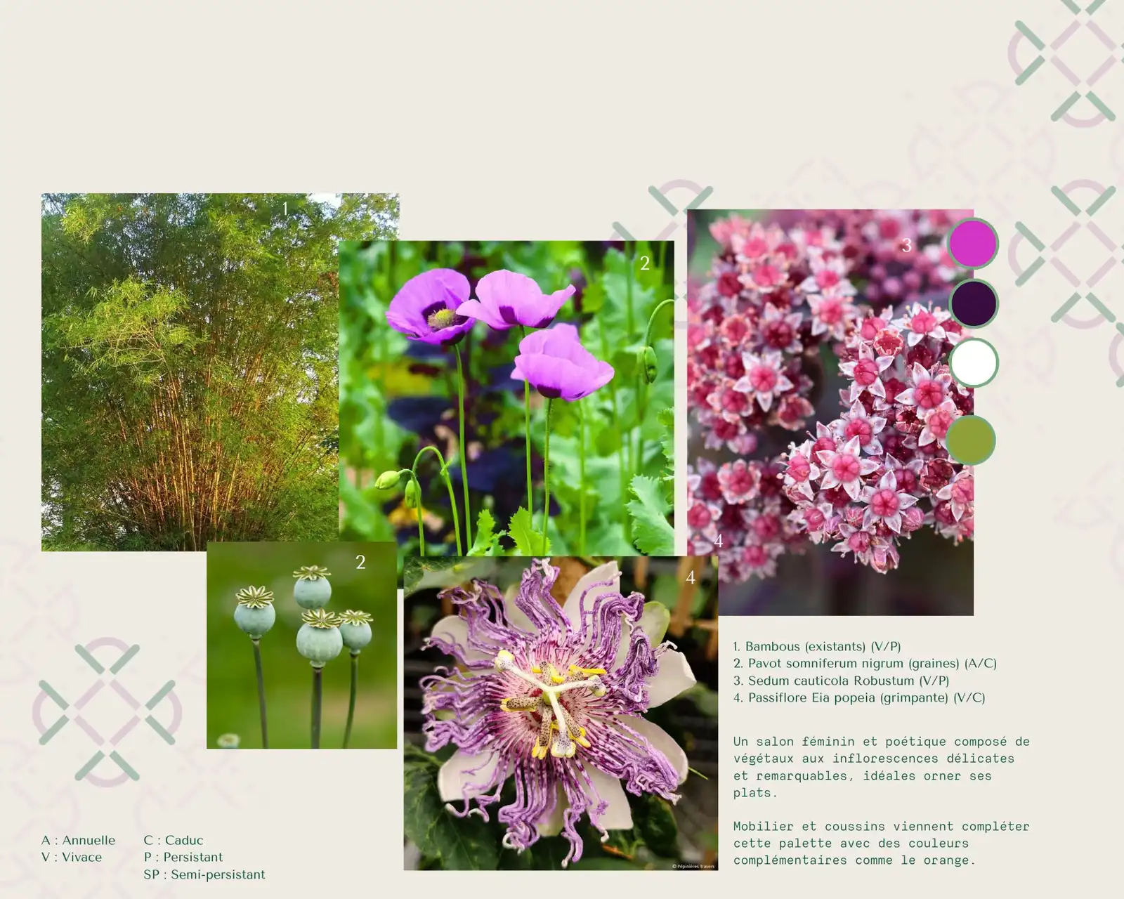 Plant mood board: bamboo, poppies, passionflower and pink flowers