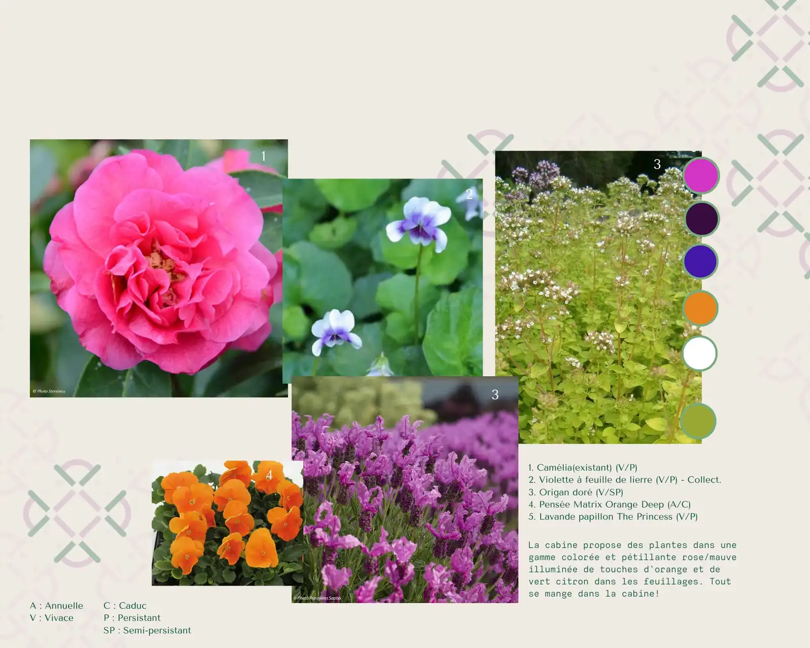 Plant mood board: camellia, violets, oregano and orange pansies