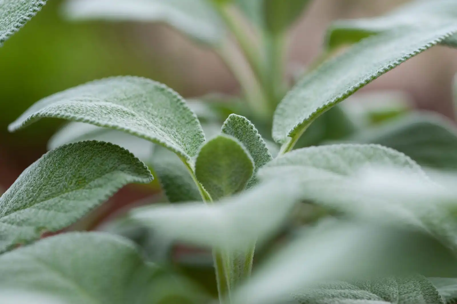 Close-up of velvety sage leaves