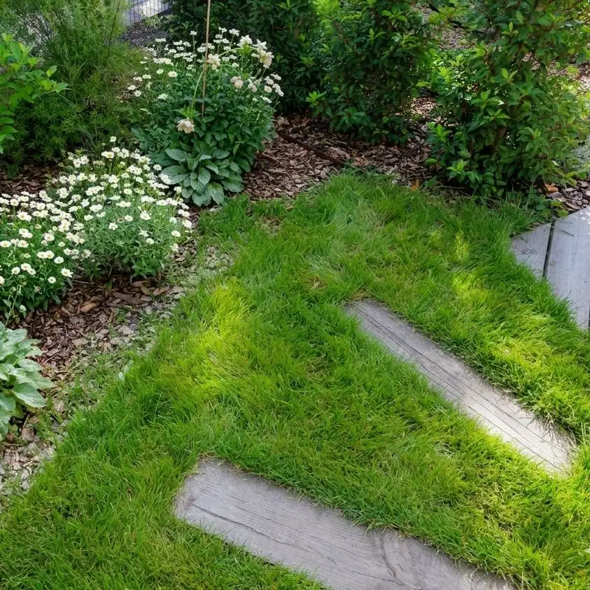 Wooden stepping stones in the lawn, between beds of daisies