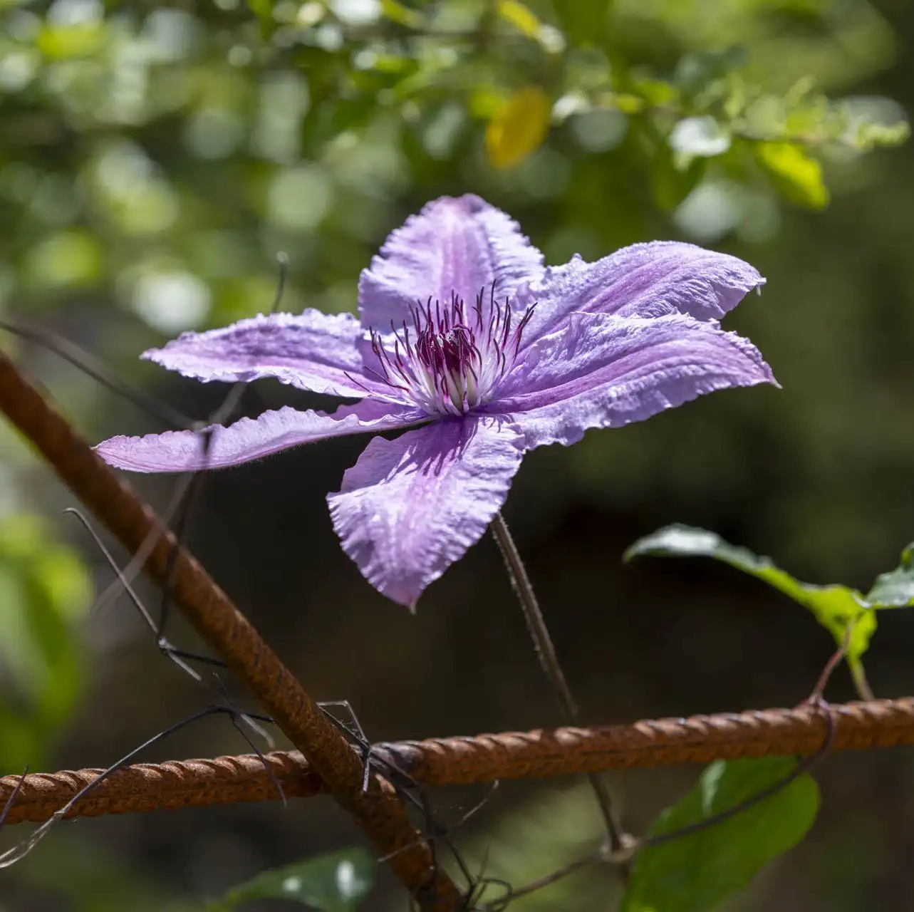 Mauve clematis flower on the frame of the dome