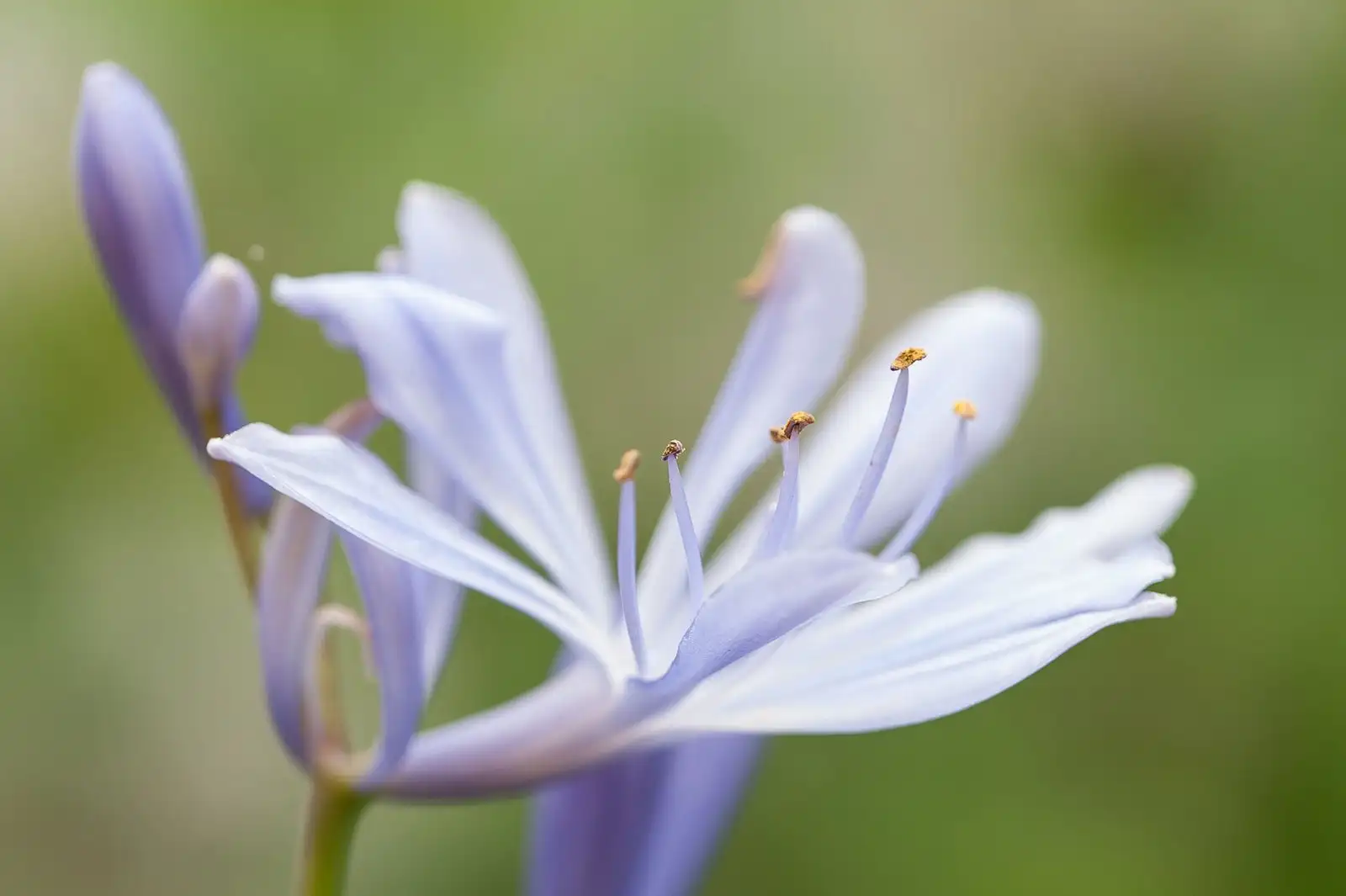 Fleur d’agapanthe bleu lavande en gros plan