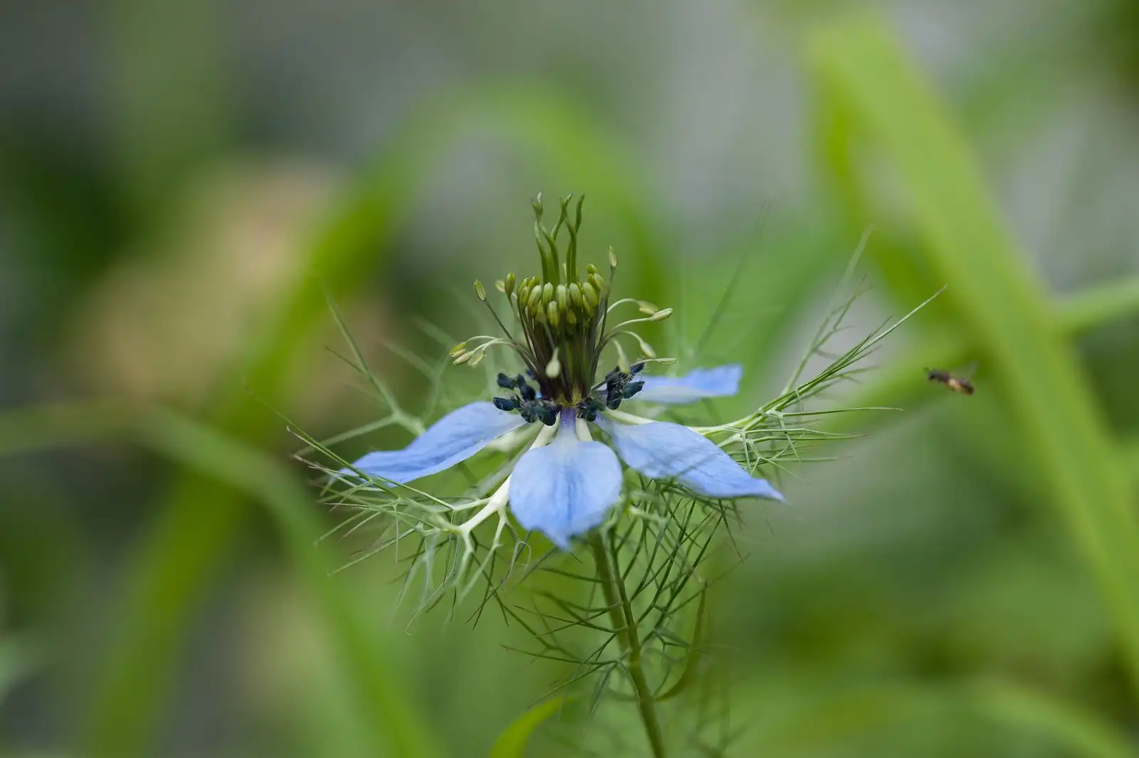 Close-up of a blue nigella flower