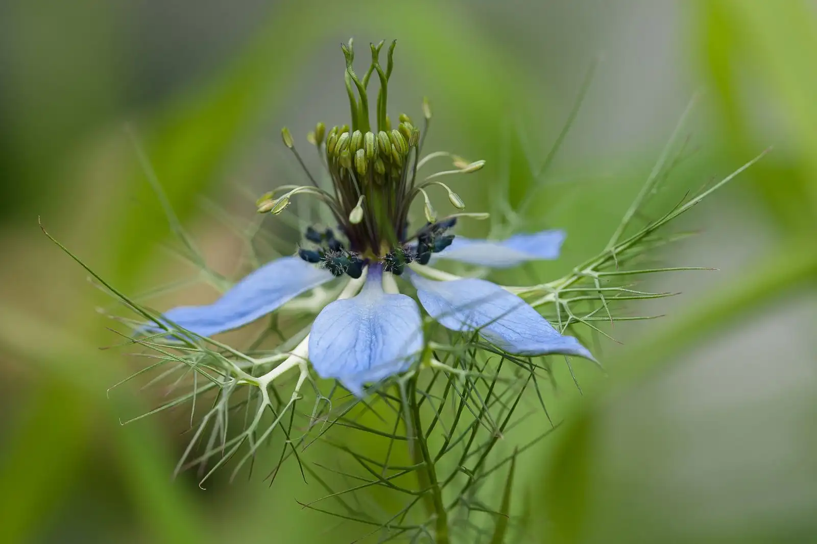 Close-up of a blue nigella flower
