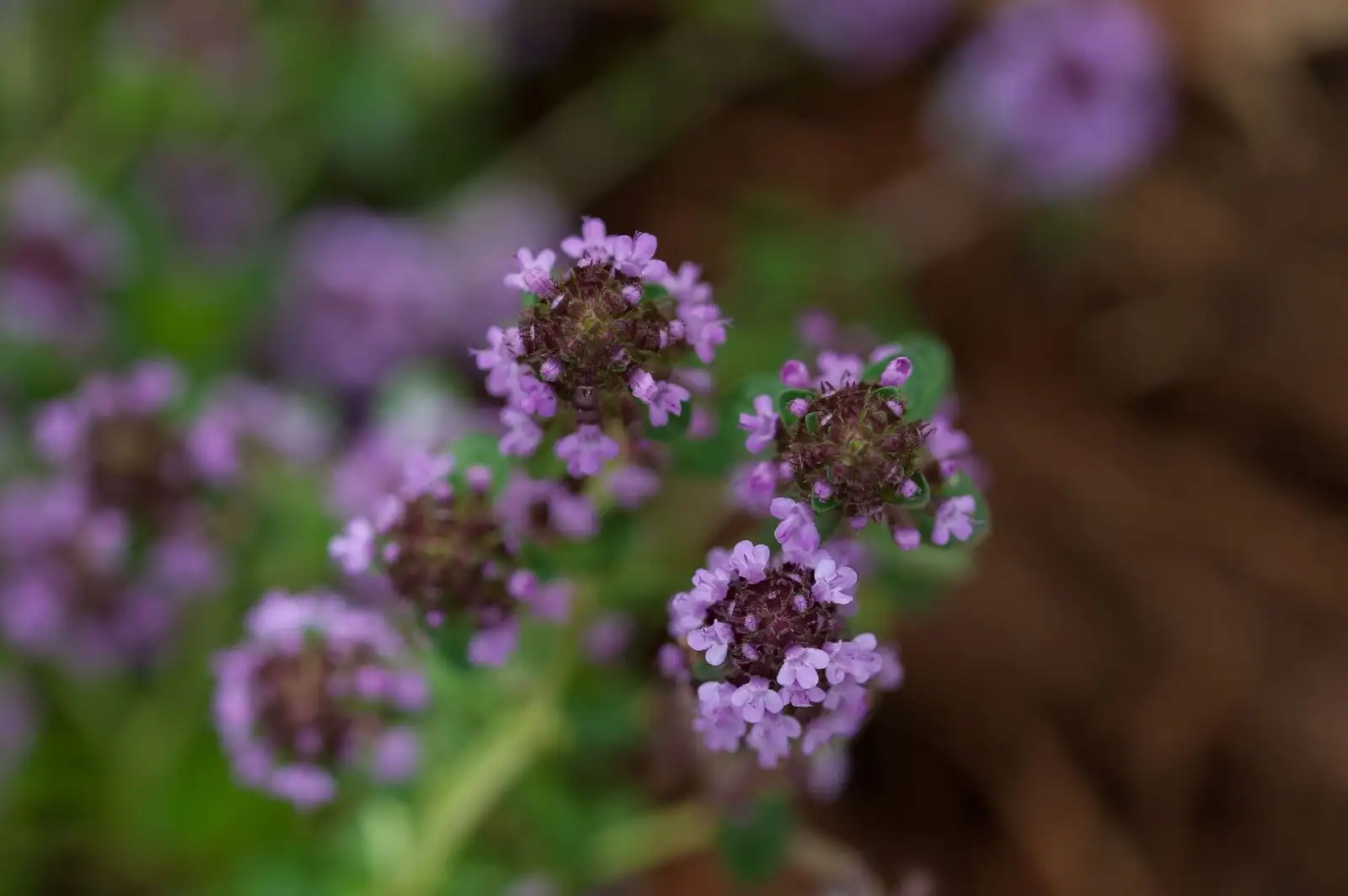 Close-up of mauve thyme flowers