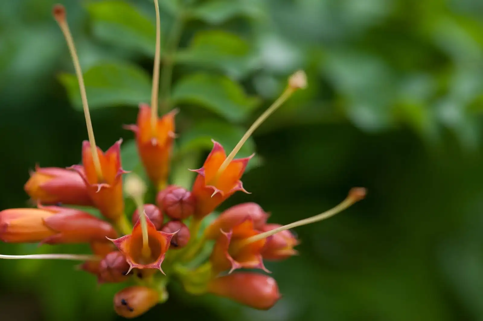Close-up of orange tubular flowers