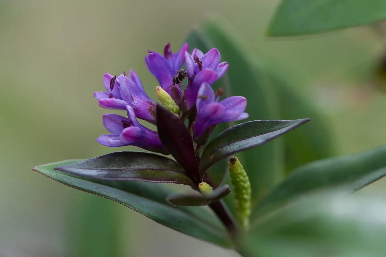 Close-up of a spike of purple flowers