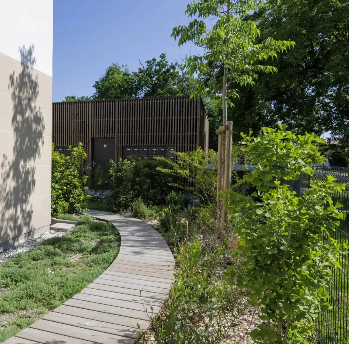 Winding wooden path between planted beds