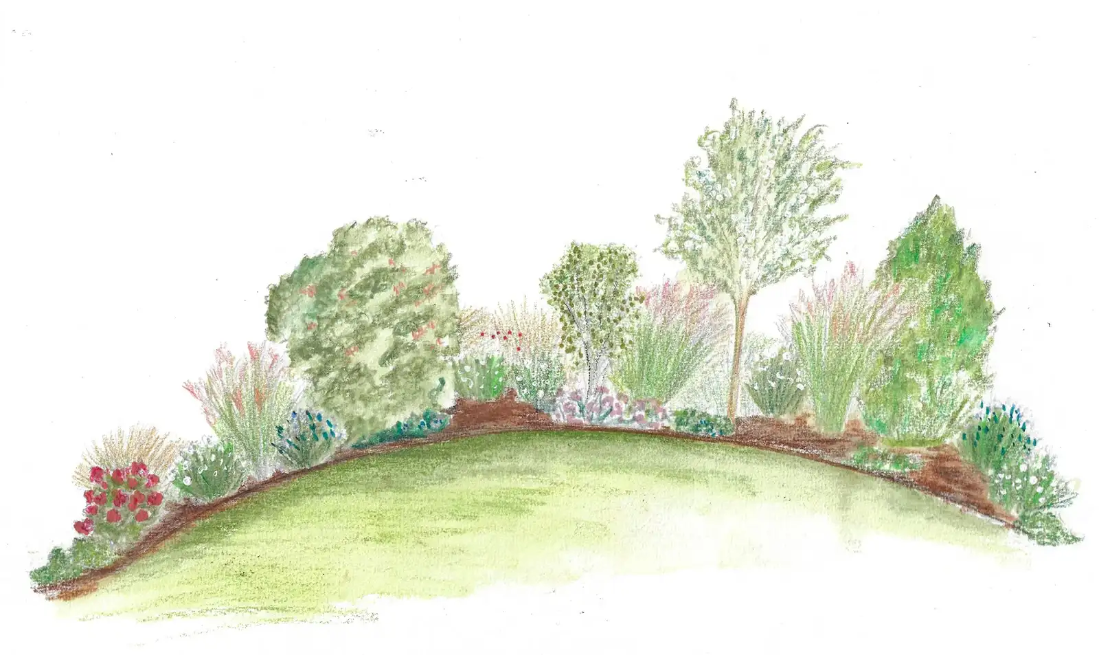 Watercolor sketch of a mounded bed with shrubs and grasses