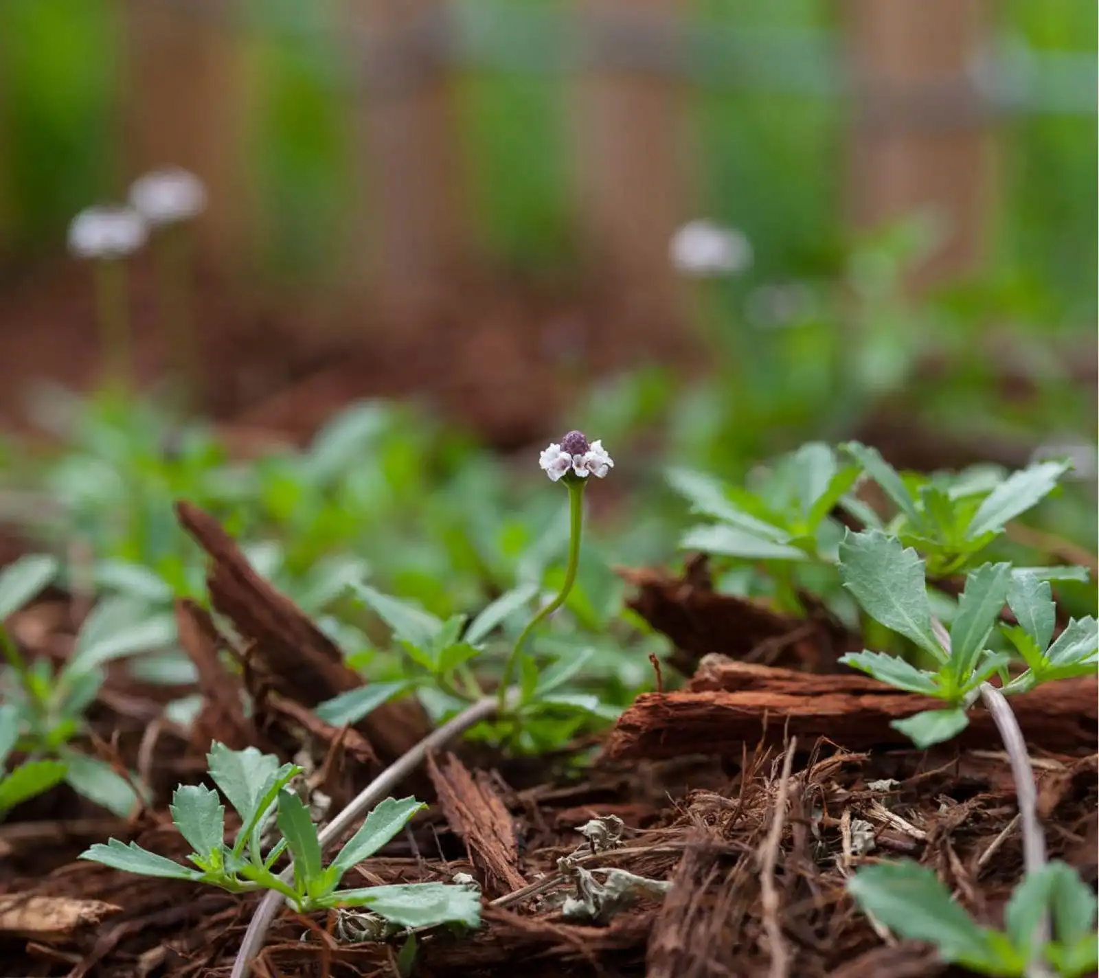 Young flowering plants in mulch