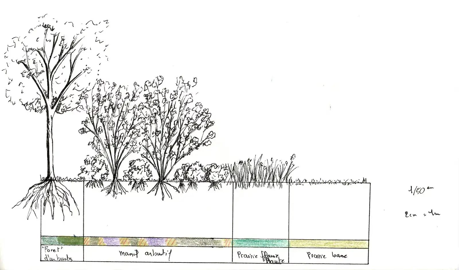 Diagram section of the planting layers, from tree to meadow