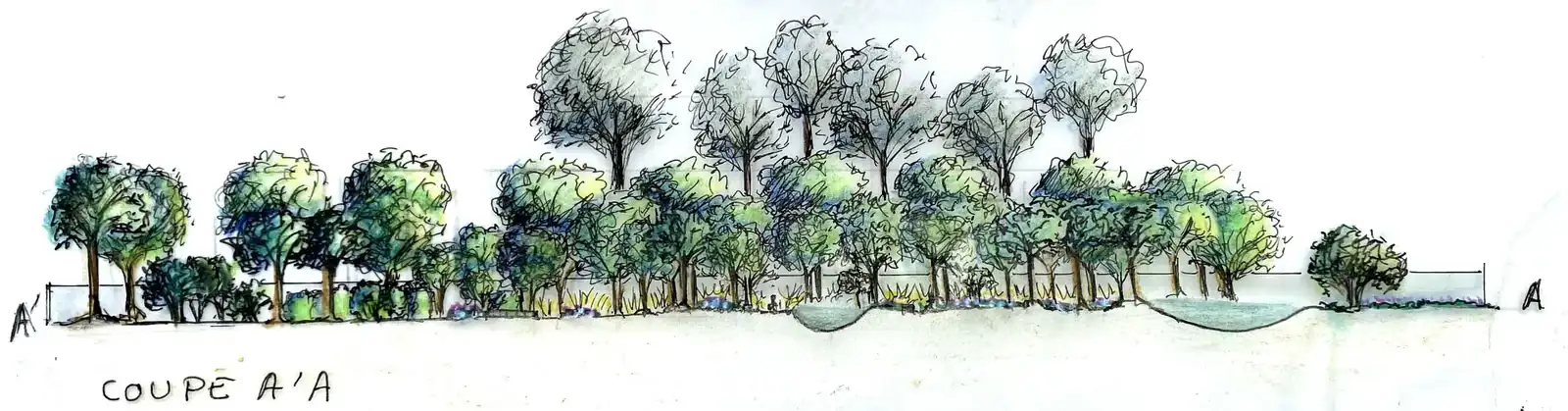 Section A-A of the garden: groves of trees and a pond