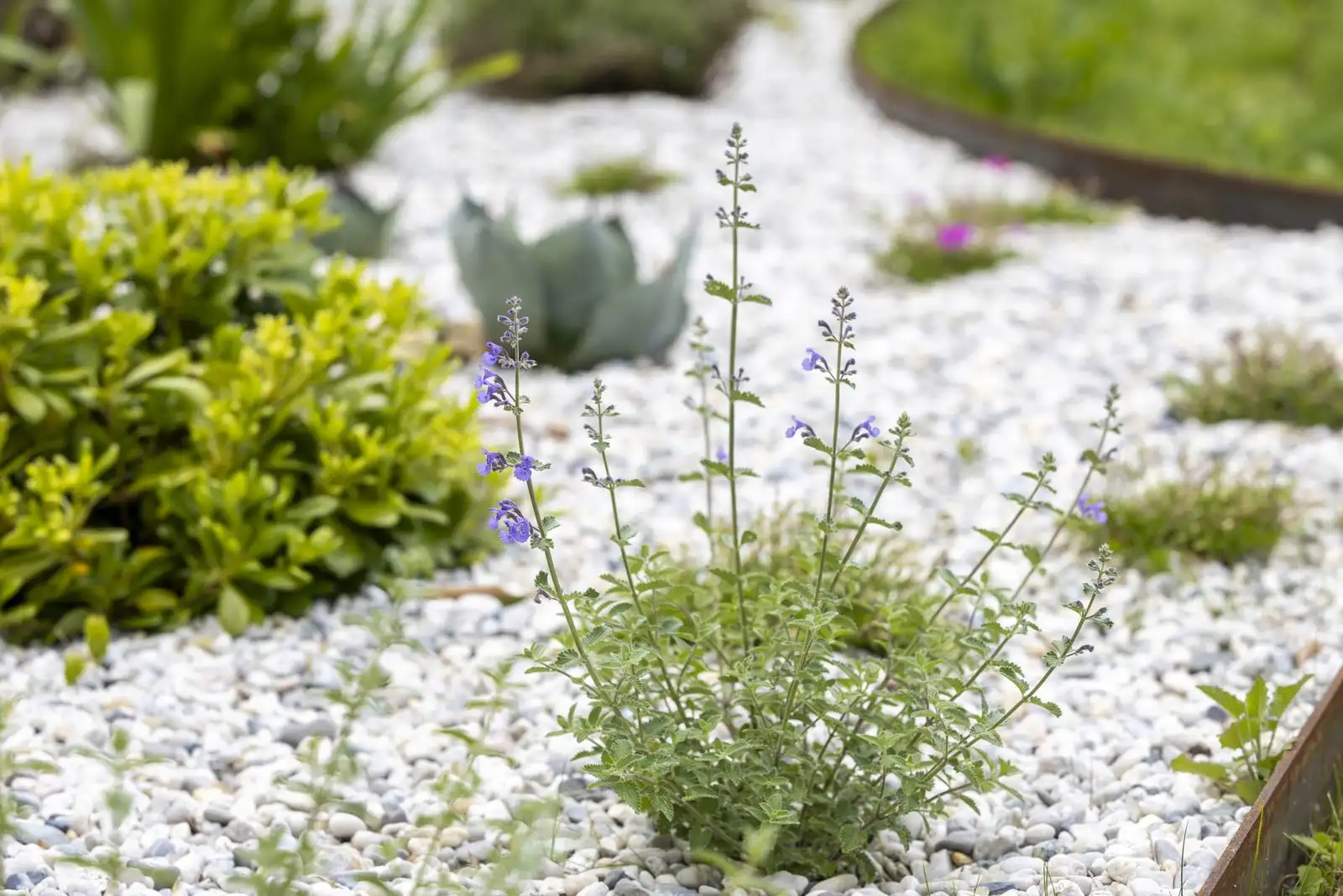 Flowering catmint in a white gravel bed