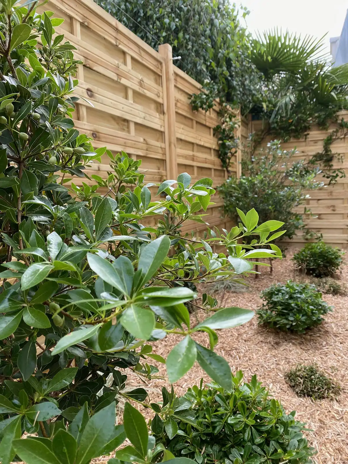 Planted bed along a wooden fence
