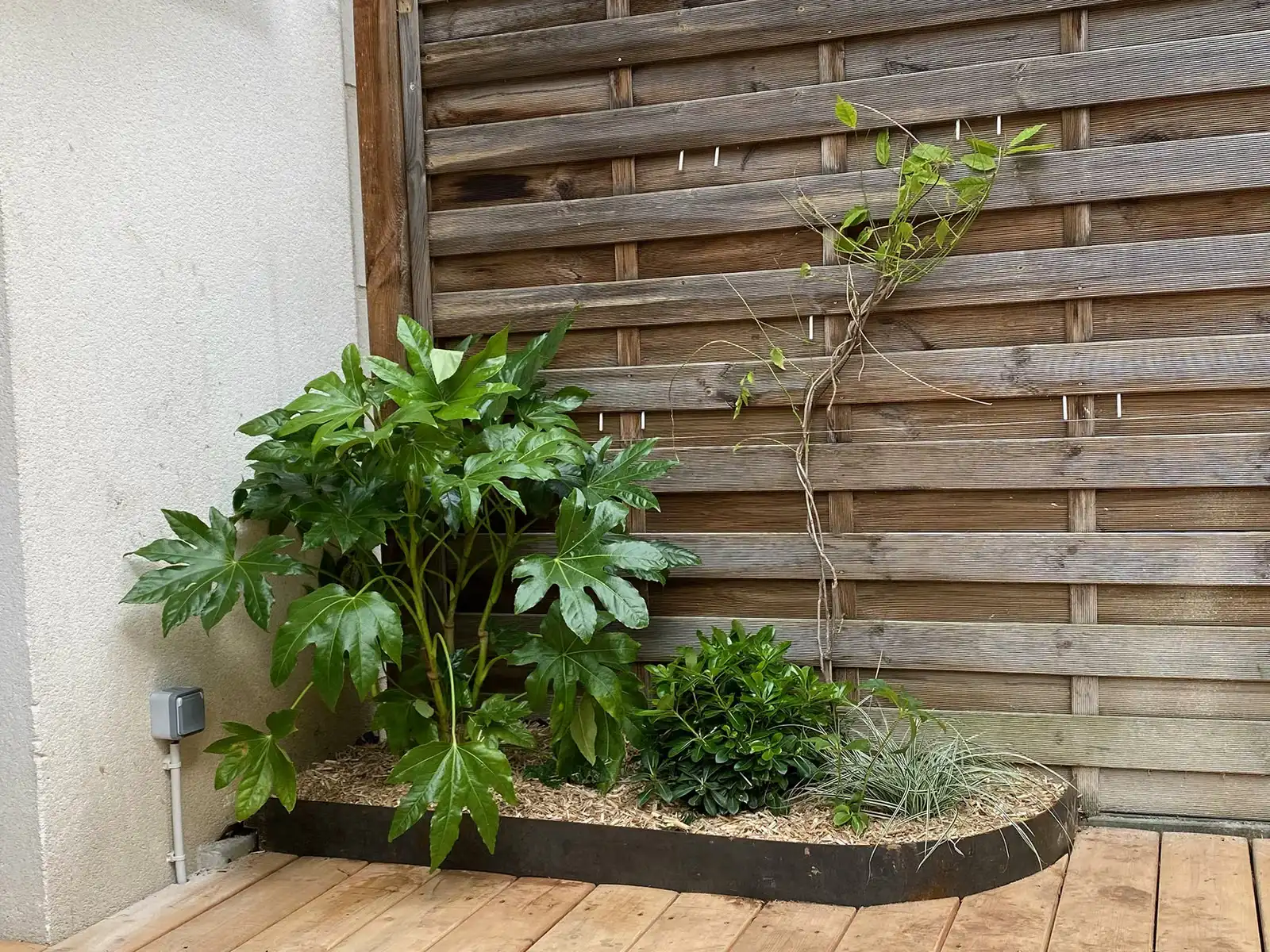 Fatsia and shrubs in a curved border, at the corner of the wooden deck