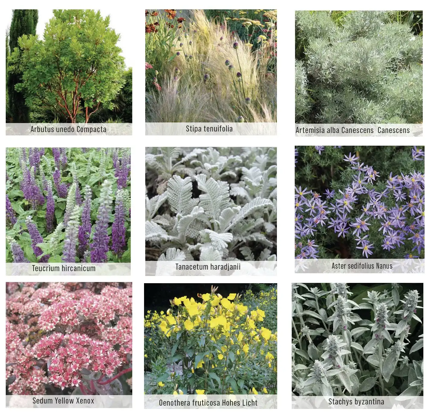 Plant palette for the terrace: strawberry tree, stipa, wormwood, sedum…
