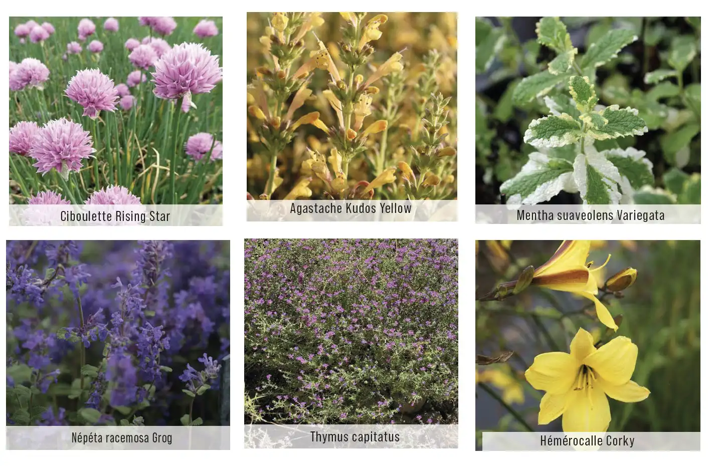 Plant palette for the balcony: chives, agastache, mint, catmint, thyme, daylily