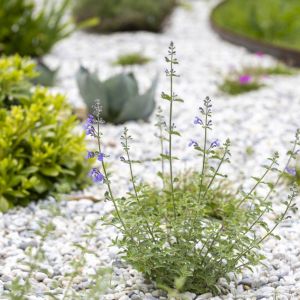 jardin de maison, cartelegue, paysagistes agence flaure. leognan. 05 mai 2025. © laurent guichardon.